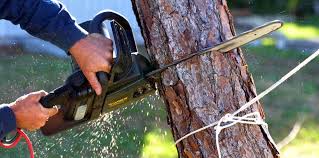 Kailua, HI Tree Care Company