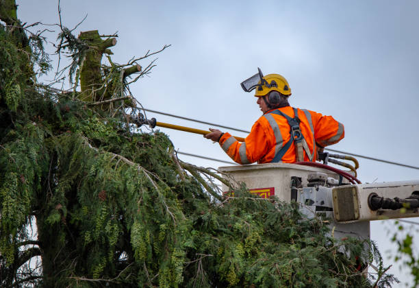Best Leaf Removal  in Kailua, HI