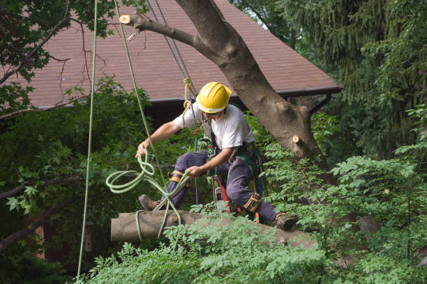 Best Firewood Processing and Delivery  in Kailua, HI