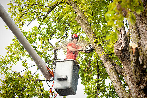 Best Tree Maintenance Programs  in Kailua, HI