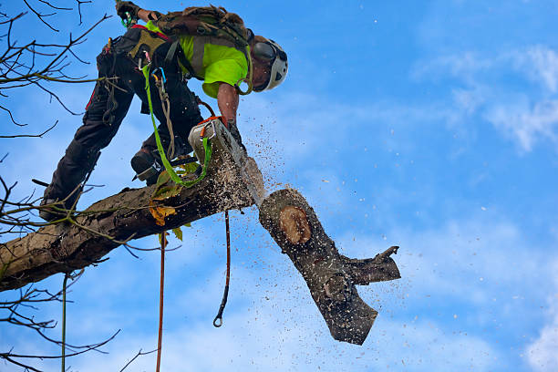  Kailua, HI Tree Care Pros