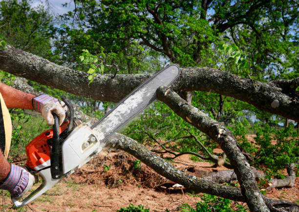Best Tree Risk Assessment  in Kailua, HI